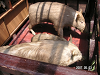 s_PICT0092_thumb.png